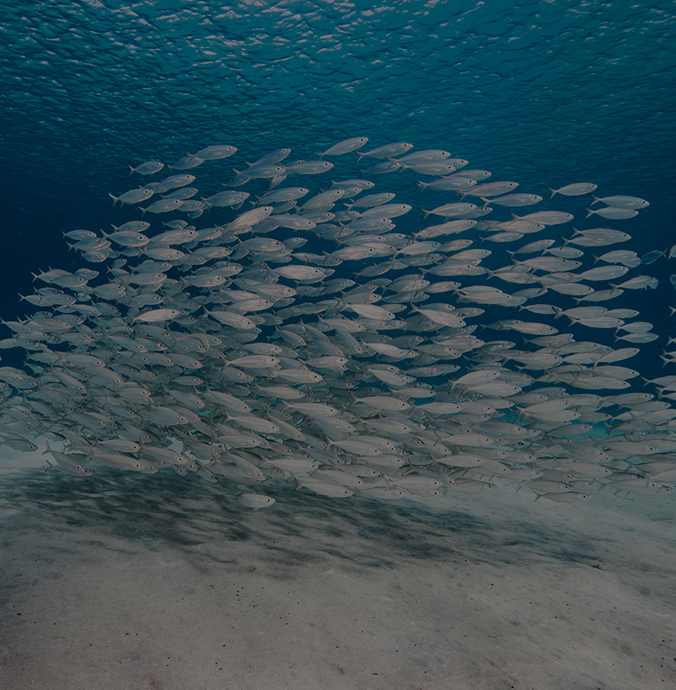 남북바다자원 홈페이지 비주얼2